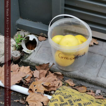 道端に置かれた無料のグレープフルーツ