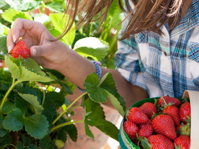 いちご狩り