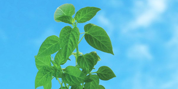 青空のもと育つ緑の葉